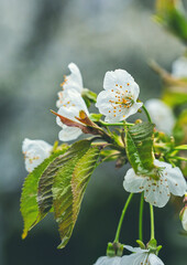 Springtime cherry blossom