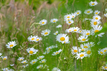 ex-eye daisies (Leucanthemum vulgare) in meadow grass field