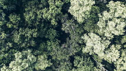 Aerial Forest view