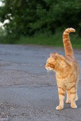 a cat walking on the road