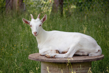 Obraz premium white goat resting in green field enclosure