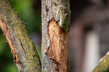 traces of the bark beetle under the bark of an old tree