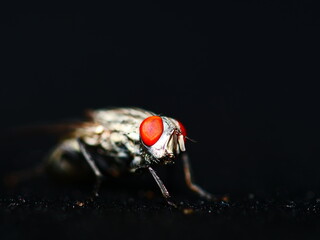 macro of fly with red eyes. - Powered by Adobe