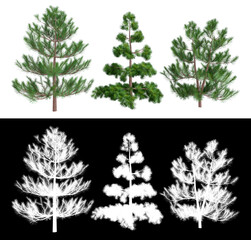 3d rendering of a spruce and pine trees with isolated background and separate black and white...