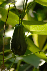 Chayote verde organico