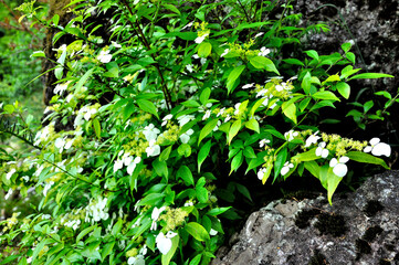 ガクウツギ　奥秩父山塊　両神山