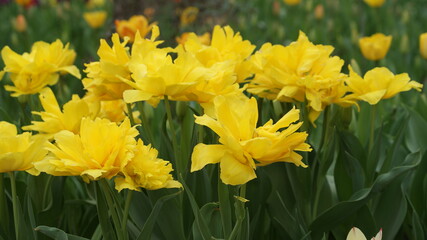 Fully bloomed tulips in Garvin Woodland Gardens, Hot Springs, AR, USA 
2011/03