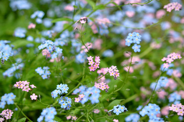 pink and blue forget-me-not flowers in the meadow, selective focus