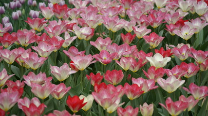 Fototapeta premium Fully bloomed tulips in Garvin Woodland Gardens, Hot Springs, AR, USA 2011/03
