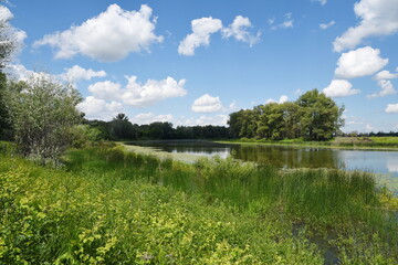 Old lake on a hot June day