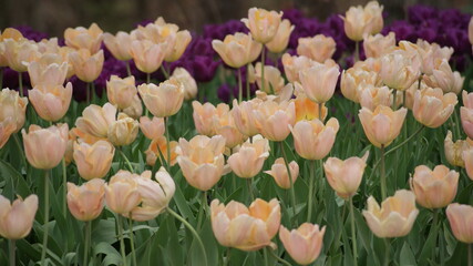 Fully bloomed tulips in Garvin Woodland Gardens, Hot Springs, AR, USA 
2011/03