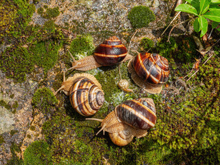 Group of Edible snails or escargot (Helix pomatia) on a rock.