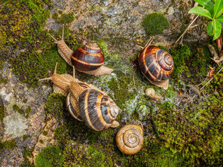 Fototapete bei efototapeten.de bestellen   