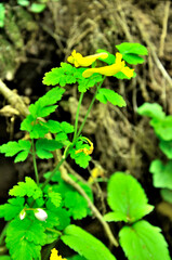 ミヤマキケマン　奥秩父山塊　両神山