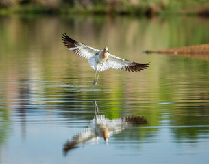Adult American avocet in flight with full breeding plumage