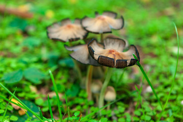 Mushrooms growing in the forest , selective focus