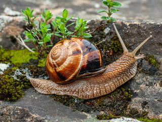 Edible snail or escargot (Helix pomatia) crawls on the moss.