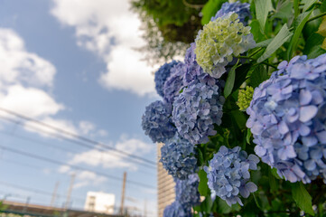 東京都北区王子に咲くたくさんの紫陽花
