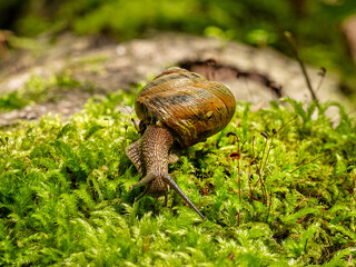 Edible snail or escargot (Helix pomatia) crawls on the moss.