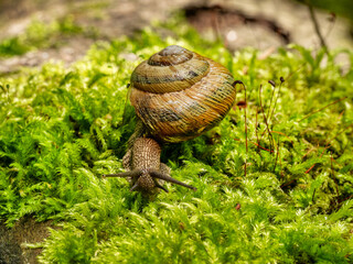 Edible snail or escargot (Helix pomatia) crawls on the moss.