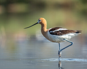 Adult American avocet wading in lake
