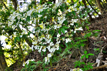 奥秩父山塊　両神山にて撮影ガクウツギ