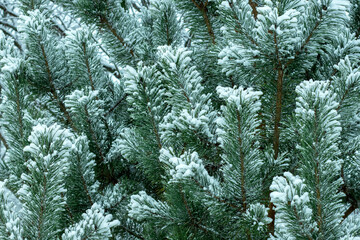 Pine branches in the snow, background for the holiday, banner, postcard, design, winter weather.