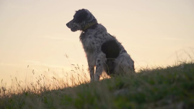 British setter dog  sitting down on grass and looking in the horizon. Slow motion portrait of dog with wind blowing his fur at sunset. Freedom concept