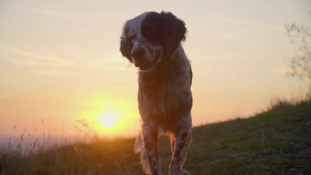 British setter dog  walking in slow motion at sunset on grass covered hill