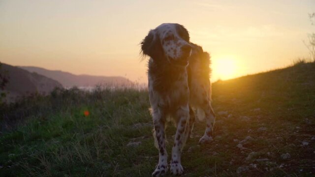 Panning shot british setter dog  standing on grass and looking at the sea. Slow motion portrait of dog  at sunset