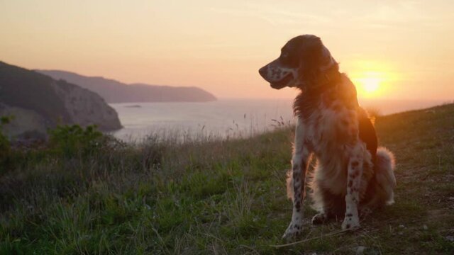 Crane shot british setter dog  sitting on grass and looking at the sea. Slow motion portrait of dog with wind blowing his fur at sunset. Freedom concept