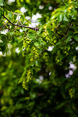 hornbeam leaves and flowers