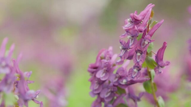 Fumewort (Corydalis solida). Flower of the Corydalis solida, the fumewort. Corydalis Purple field flower
