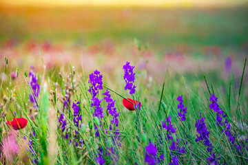 Summer background in poppy field