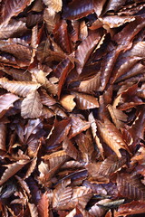 fallen leaves 晩秋の落ち葉