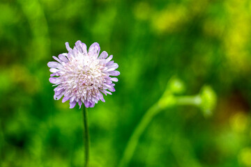 close up of a blooming wildflower