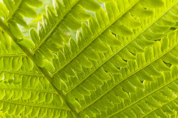 Beautiful fern leaf close-up. Nature background