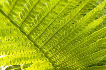 Beautiful fern leaf close-up. Nature background