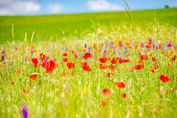 Summer background in poppy field