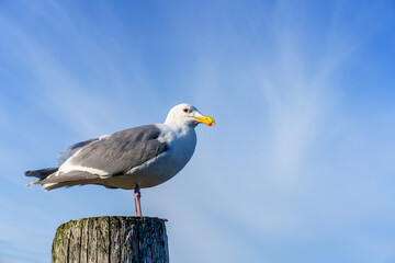 seagull on the wooden post against blue sky