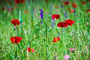 Summer background in poppy field