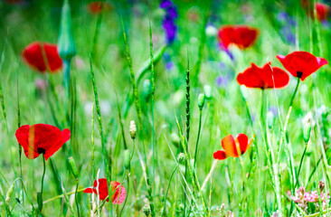 Summer background in poppy field