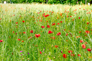 Fototapeta premium close up of a beautiful red poppies flied