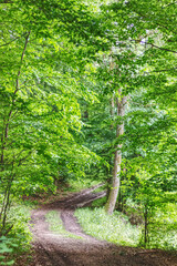 forest trail in woodland of upper franconia