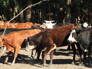 Ganado en corral