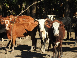 Ganado en corral