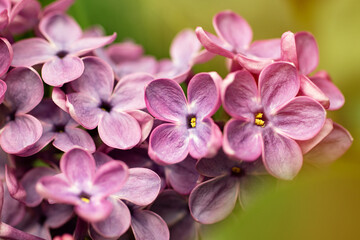 Macro photography of blooming lilac branch with rays of sun.Springtime blossom,purple color.Beautiful floral background,spring flowers.