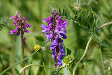 Tufted vetch (Vicia cracca) also known as cat-peas, cow-vetch, fingers-and-thumbs and bird-vetch growing wild on Salisbury Plain grasslands in Wiltshire UK