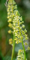 Reseda lutea, the yellow mignonette or wild mignonette, is a species of fragrant herbaceous plant growing on Salisbury Plain chalk and grass lands, Wiltshire
