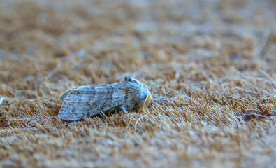 a pale tussock moth (Calliteara pudibunda) at rest